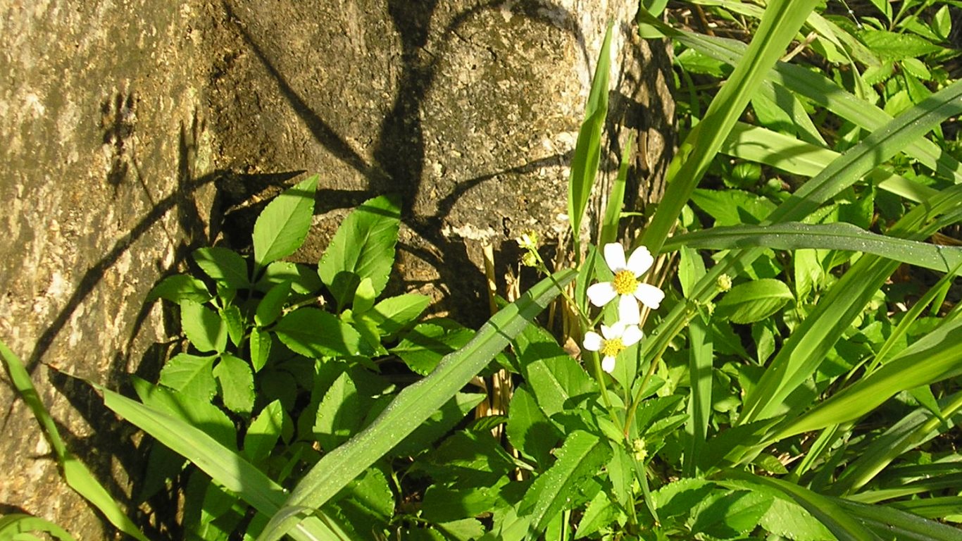 w016 Daisy. Circular Road, San Fernando, Trinidad, TT w016_daiz01_daisy_circular road_san fernando_trinidad_TT_20111210_tobagojo@gmail.com_P1010005C_1366w_768h